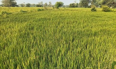 “नकली दवा से किसान की फसल बर्बाद, विभाग सोया — दुकानदार बोला, ‘जा, जो करना है कर ले’”