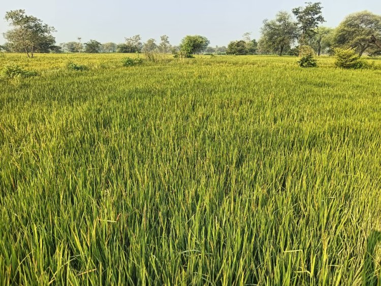 “नकली दवा से किसान की फसल बर्बाद, विभाग सोया — दुकानदार बोला, ‘जा, जो करना है कर ले’”
