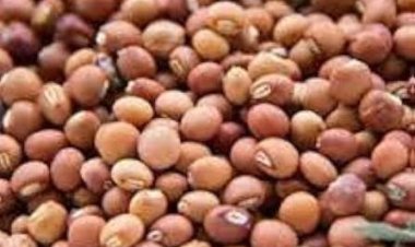 मुढ़ीपार में होगी दलहन-तिलहन फसलों की खरीदी न्यूनतम समर्थन मूल्य पर होगी